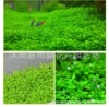 Waterweed seed mini -leaf foreground grass big leaves pearl pearl seed fish tank aquarium landscape decoration wholesale