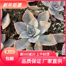 多肉植物初恋 多肉植物初恋品牌 图片 价格 多肉植物初恋批发 阿里巴巴