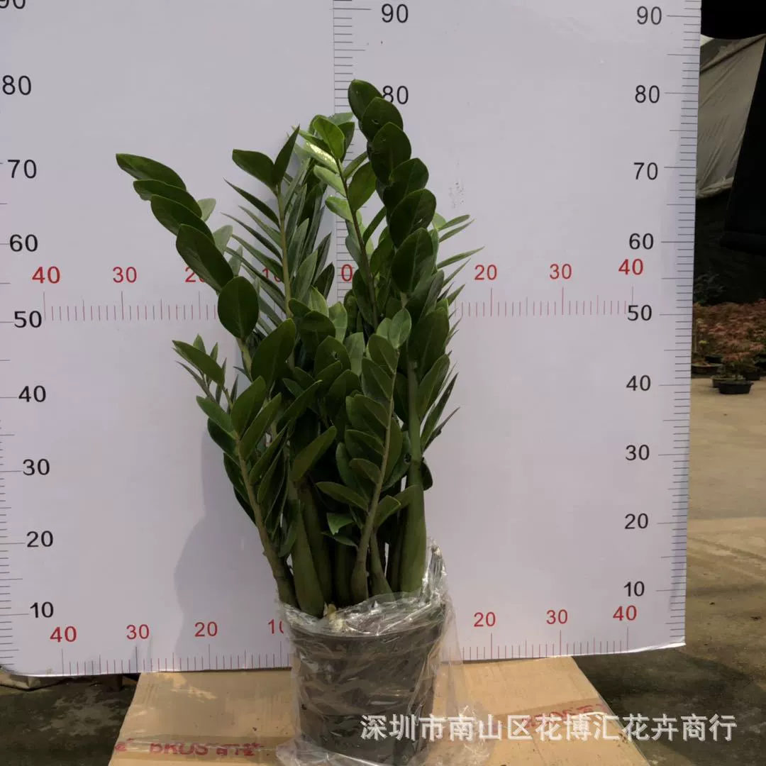 Оптовая посадка в помещении большие теневые зеленые растения в горшках дерево удачи 210 # остроконечный лист денежное дерево бонсай