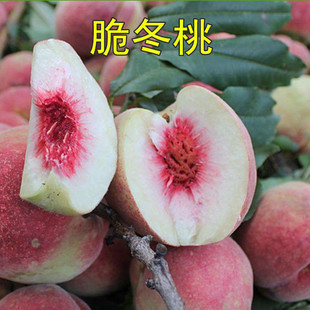 Chinese Peach King Winter Peach Saplings Fruit Saplings Yunnan Winter Peach Saplings Four Seasons Varieties Peach Saplings