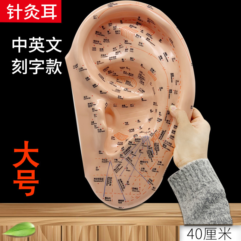 耳穴耳部针灸人体穴位模型40cm大号中医教学用耳朵模具中英文双语|ms