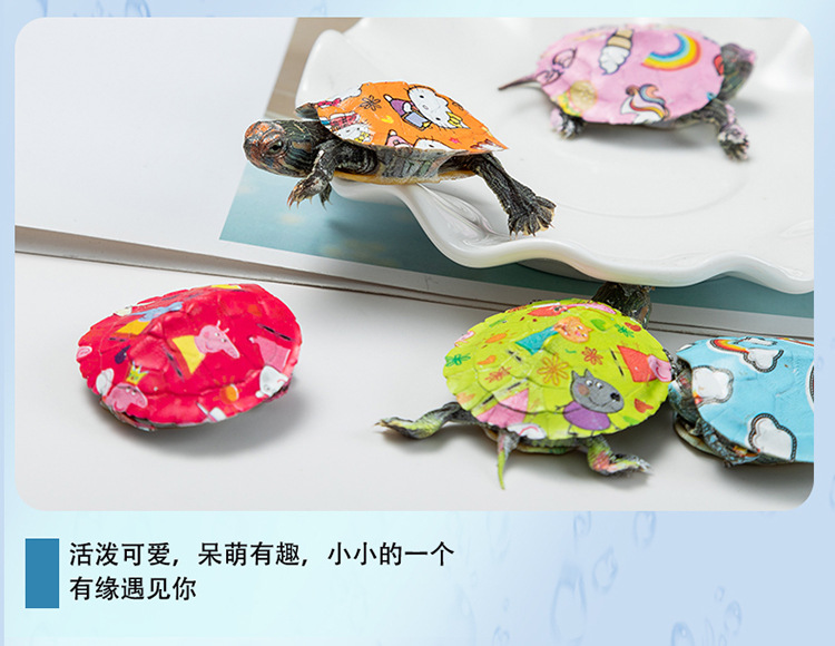 乌龟_06