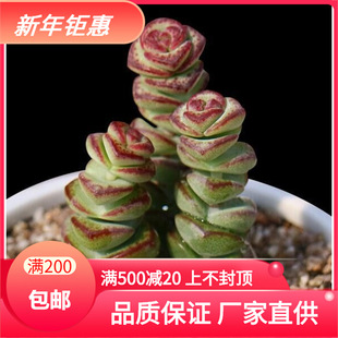 Высочные саженцы Tianyu, шашлыки для денег, сочные саженцы Оптовые сочные растения