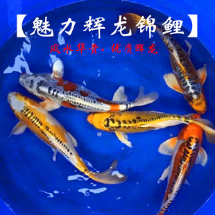 ���[�x����䡢�p�S��䡢�t�x��������ˮ��ϵ���w�ߙn�\���~���l