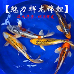 大鳞辉龙秋翠、绯黄秋翠、红辉黑龙、菊水德系活体高档锦鲤鱼批发