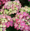 Flower seeds wholesale (geranium flower seeds) foreign hydrangea seed seeds mixed color hydrangea seeds blooming in four seasons