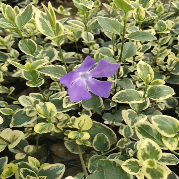 51580383f1ee3150de38c9f3a904df