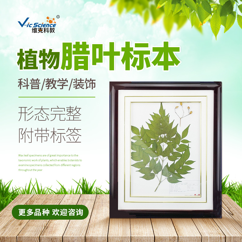 Wax specimen Available Biology teaching decorate Decorative painting wide 40 Cm long 50 Centimetre frame