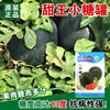 Gift Watermelon Seeds Spring Four Seasons Fruit Seed Sweet King Little Sugar Bar Morcle Seeds wholesale Vegetable Seed Company