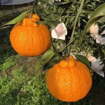 现摘现发不知火丑橘 5斤8斤丑八怪非耙耙柑橘子 新鲜多汁产地直发|ms