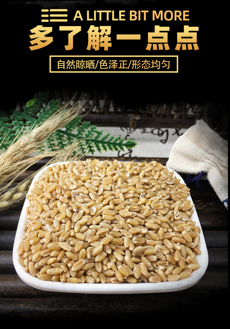 Fu Xiao Mai Dried Floating Wheat Bulk 1 jin 500g Huai Wheat Traditional TCM Herb key features