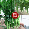 Green bitter gourd seeds in spring, summer, autumn and winter, early -maturing seedlings, four seasons of spring planting water seed seed seeds