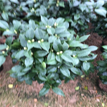 �������� ���� �辰���� ���໨�܈@ˇ�� ���س���Ʒ�N�𻨲�