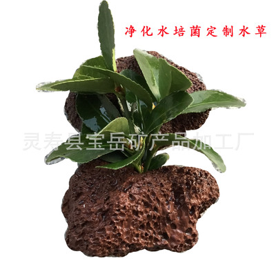 厂家直供火山岩定植环 鱼缸造景水草栽培底座火山石 打孔 现货