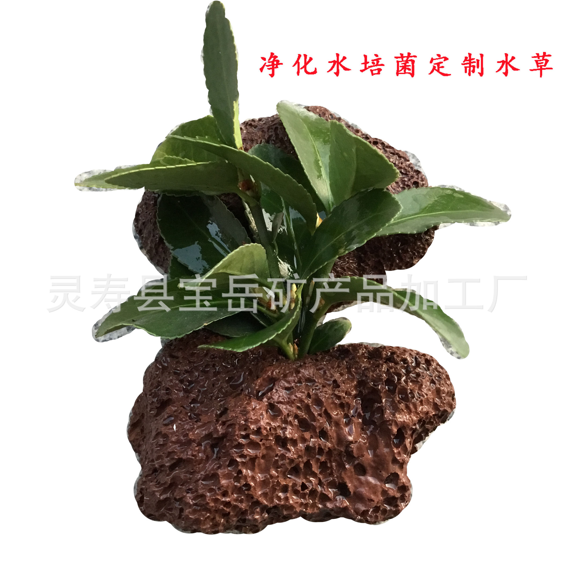 厂家直供火山岩定植环 鱼缸造景水草栽培底座火山石 打孔 现货