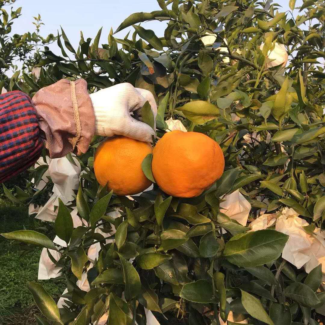 i2mSj/ukz9QsY8Ty6eyZZbkLdJIAZLpDk14B