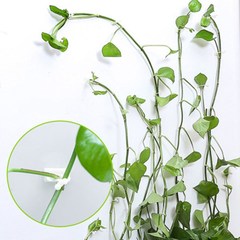 Indoor ivy wall climbing fixture, vine green plant wall fixing clips, invisible vine shaping adhesive hooks, climbing vine clips
