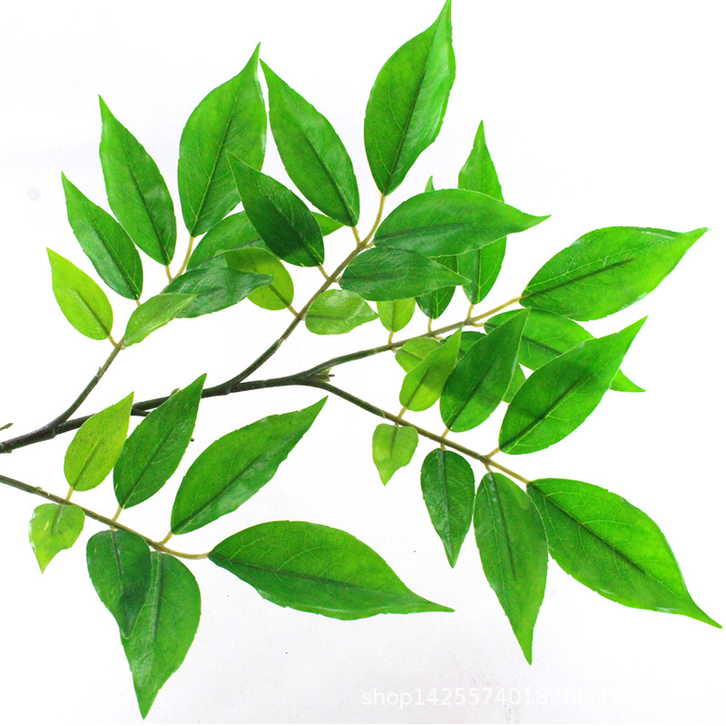 XRB-269 红枝柴五叉平面枝 (5).jpg