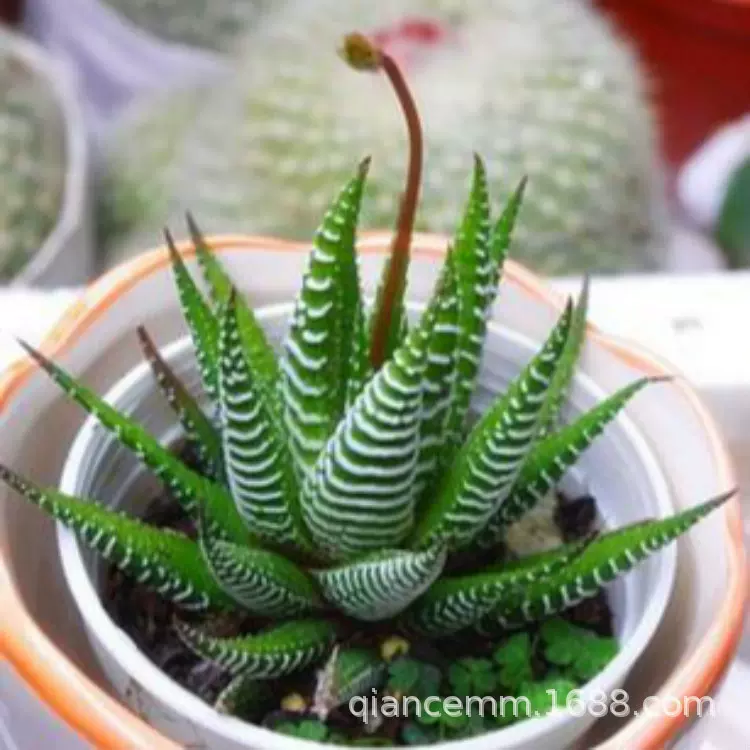 基地供应多肉植物盆栽 条纹十二卷微型多肉阳台办公桌面  耐旱