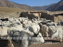 天祝白氂牛 青海氂牛 西藏氂牛 氂牛幼崽 氂牛價格 氂牛養殖育肥