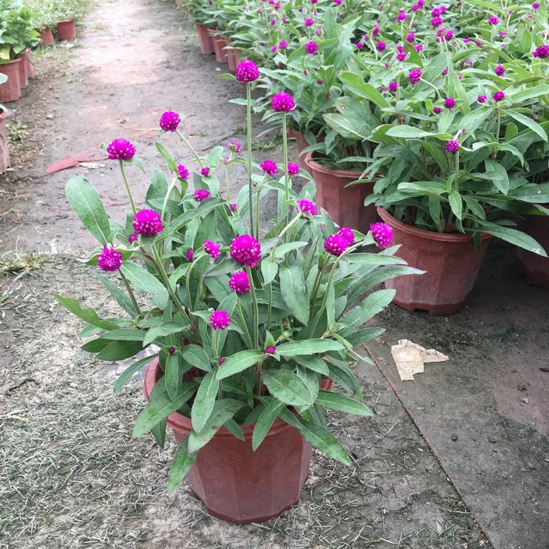 千日红盆栽阳台庭院绿化花卉好养清晰空气绿植基地直销