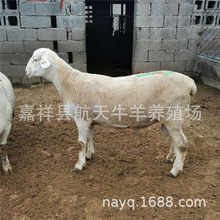 长期出售澳洲白绵羊大母羊 湖羊 六个月澳洲白羊羊羔价格