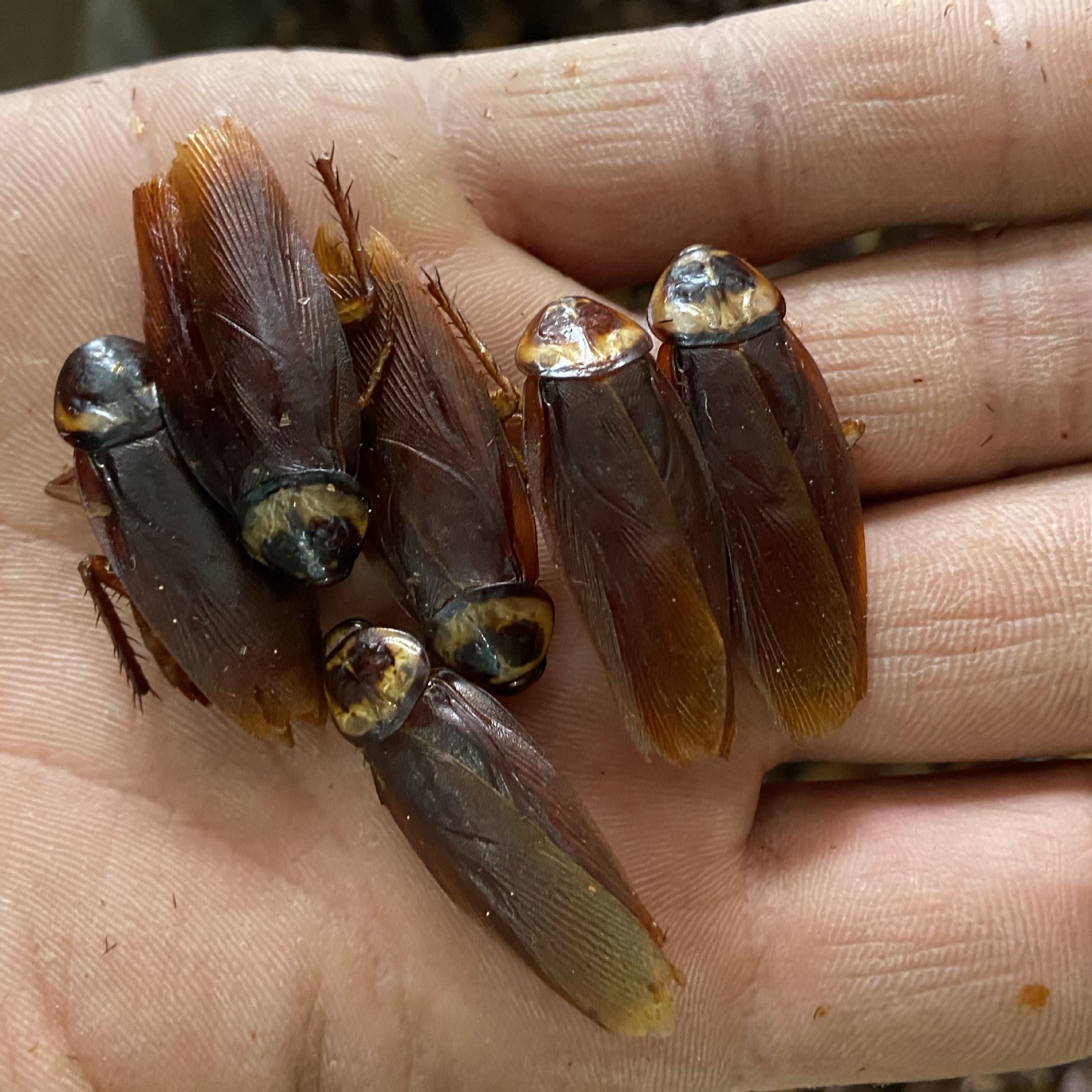 Dried Cockroach Whole Insect Yan Lang 500g Traditional Chinese Herbal Material Sun Dried quality and texture