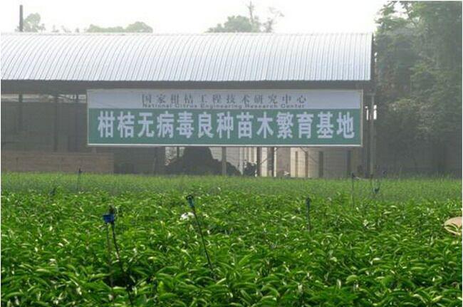 Золотые осенние фрукты 111