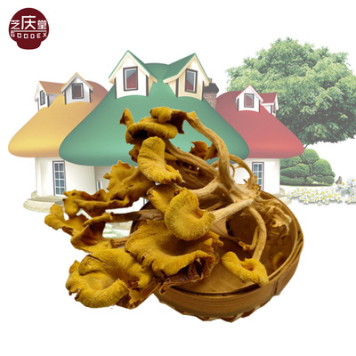 2020新品黃金菇雞油菌，榆黃蘑，壹件代發，微商代理