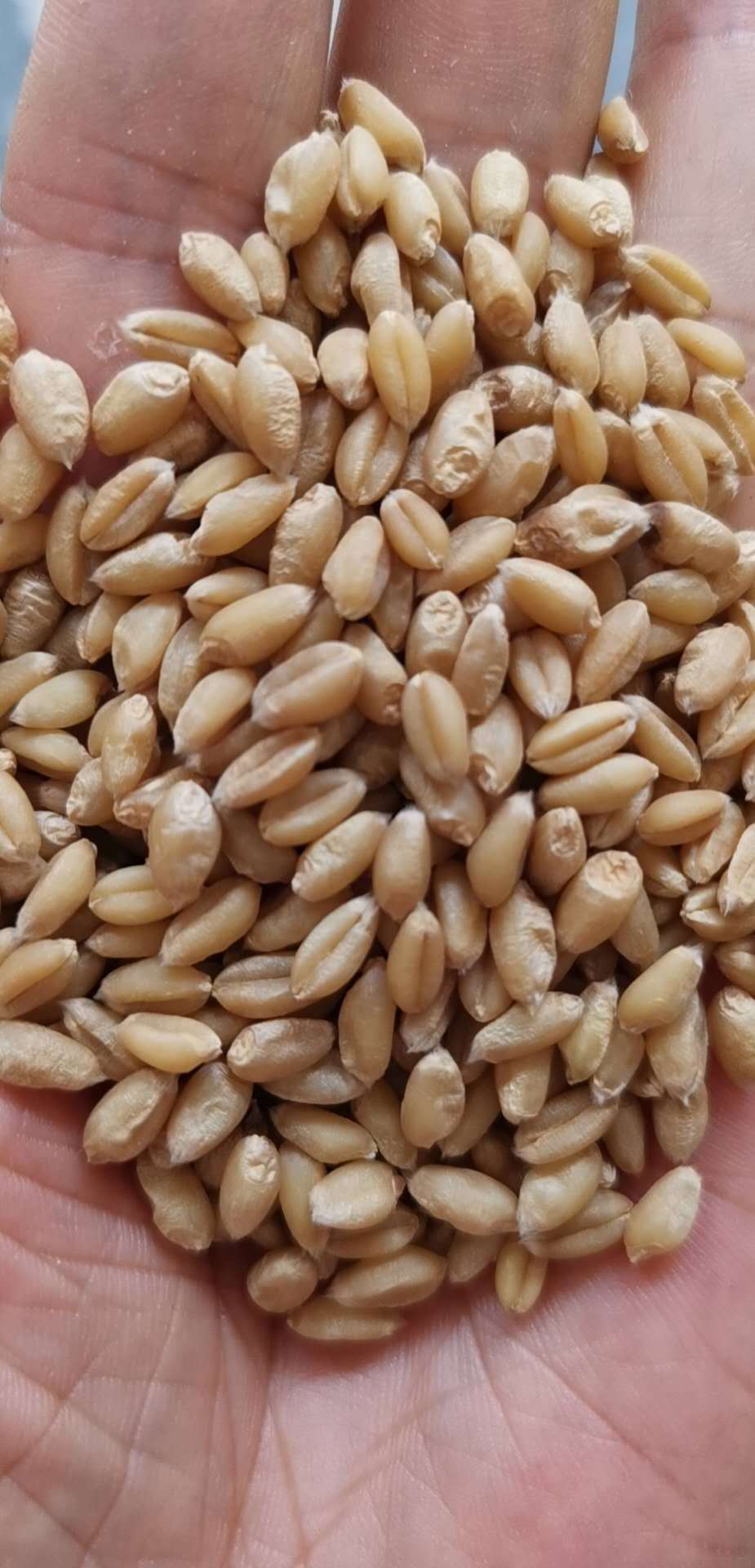 微信图片_20200802103206