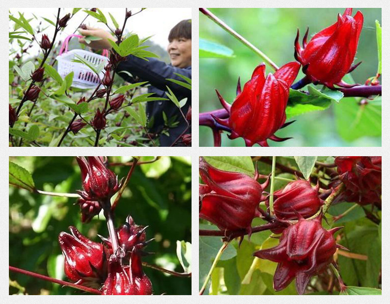 Dried Roselle Hibiscus Tea Luo Shen Hua Loose Flower Herbal Infusion 500g Yunnan preparation
