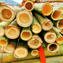 各類竹竿大量批發竹竿長竹子短竹子蔬菜大棚搭架淡竹筆直