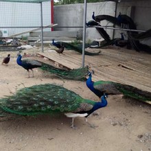 哪里有卖蓝孔雀的/孔雀苗格/蓝孔雀养殖场/孔雀养殖网