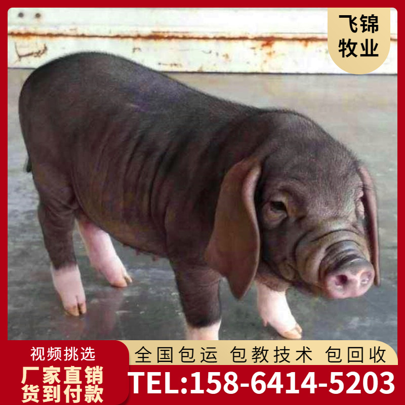 高繁殖种猪 太湖猪种猪 太湖母猪价格 每窝20头以上大型瘦肉猪苗