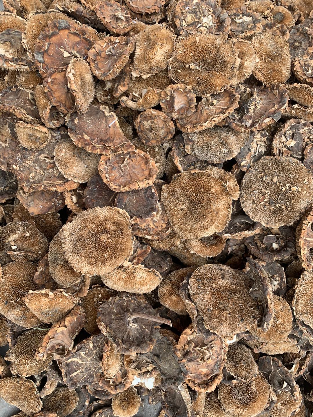 Dried Sunflower Disc Kui Hua Pan Helianthus annuus Whole Flower Head Traditional Herbal Ingredient 500g in use
