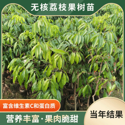 Guangxi Nursery plant Base Seedless Litchi Fruit tree Glutinous rice dumplings Chicken mouth Fruit tree New products Then Result