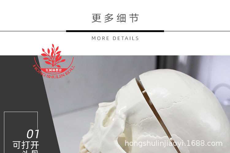 8 正常头骨纯白.jpg