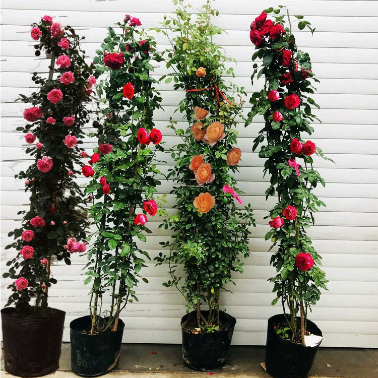 1,3-1,4 метра лоза Роза вьющиеся растения садовые цветы горшечные растения