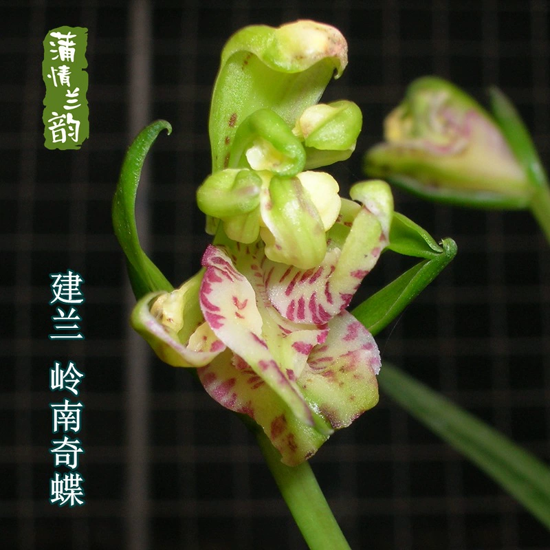 Jianlan Four Seasons Orchid Lingnan Qidie Luzhou-аромат рассады орхидеи Цихуа комнатная зеленая посадка цветочное растение в горшке