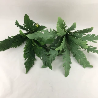 茼蒿叶18片叶仿真波斯叶热带蕨类植物植物墙婚礼配饰高仿真