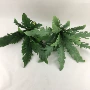 仿真高仿真蕨类热带茼蒿