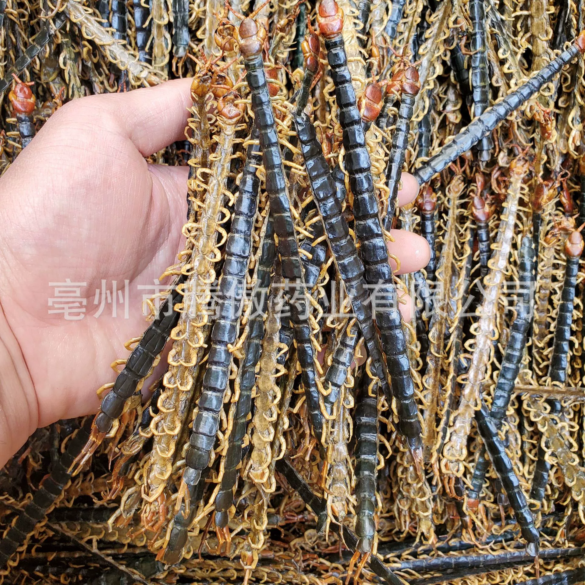 Оптовая продажа сороконожка китайская травяная медицина без бамбуковой палочки сороконожка сушеная сороконожка красная голова мясо сороконожки 100 г Происхождение Прямые почтовые расходы