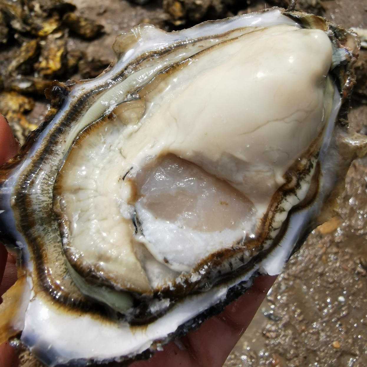 Shandong fresh Oyster 5 Shunfeng Straight hair Fresh Oyster Seafood Aquatic products Oyster Group purchase On behalf of