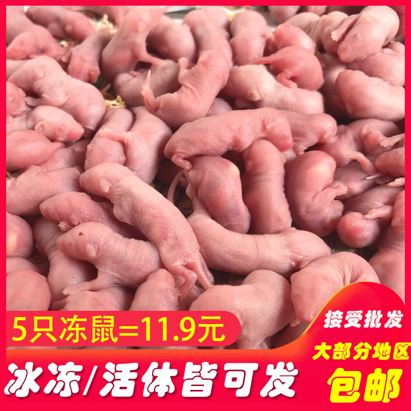 实验小白鼠乳鼠红皮乳鼠幼蛇饲料繁殖组一公三母新鲜速冻活体包装|ms