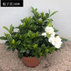 [Base directly batch] Gardenia flower series indoor balcony evergreen planting potted plants with buds to purify air plants