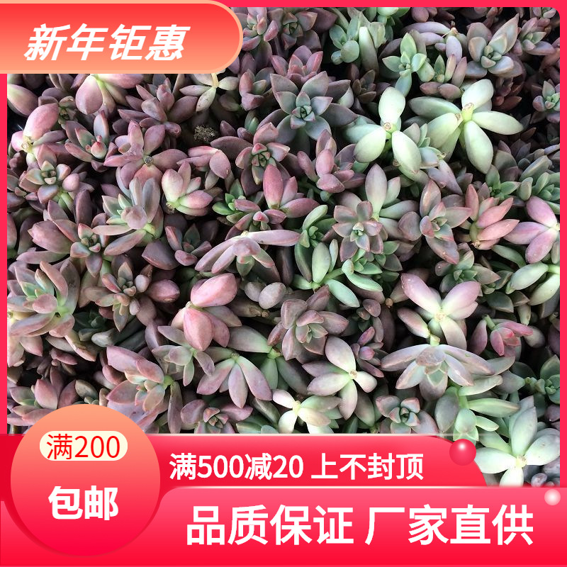 天羽多肉砍头苗姬胧月多肉植物种苗批发多肉植物 阿里巴巴