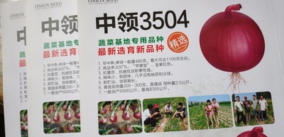 蔬菜基地种植选用品种 苹果型紫红色洋葱种子中领3504