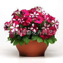 ����ţ�N�� ���＾�� �҃��̨�����ļ��׷N���ܷN�� ����