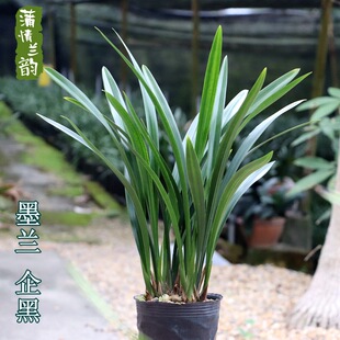 Orchid, Ink Orchid, New Year's Orchid, Black, Large Supply, Atmospheric Living Room, Office, Florals, Green Plants, Potted Plants, Indoor