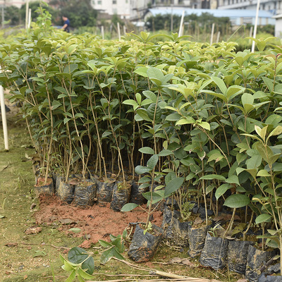 Nursery Direct selling sweet-scented osmanthus Sapling Kim Osmanthus Fragrans bonsai source material Osmanthus seedlings courtyard green Seedlings Cold-resistant